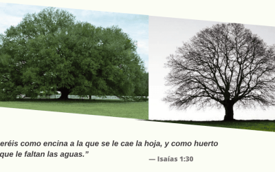 🌳 CUANDO LA ENCINA PIERDE SUS HOJAS 🌳